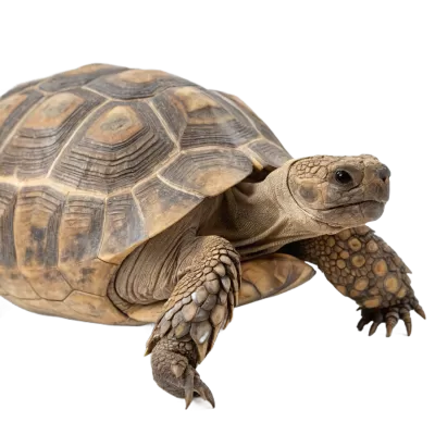 Imagen PNG para descargar